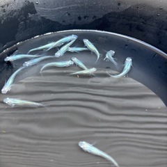 メダカ　しずく　成魚　10匹②の画像