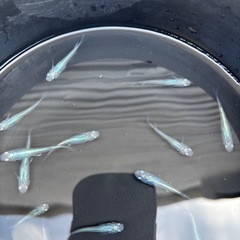 メダカ　しずく　成魚　10匹②の画像