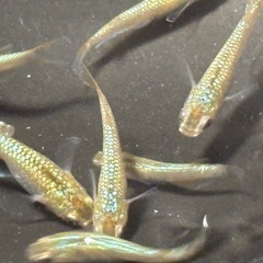 飼育終了　最終個体　１セットのみ　サイシュウヘイキ　メダカ　めだか　若魚　１３匹　雄雌の画像