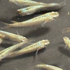 飼育終了　最終個体　１セットのみ　サイシュウヘイキ　メダカ　めだか　若魚　１３匹　雄雌の画像
