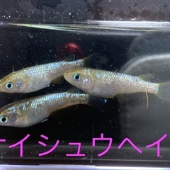 飼育終了　最終個体　１セットのみ　サイシュウヘイキ　メダカ　めだか　若魚　１３匹　雄雌の画像