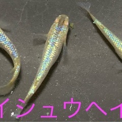 飼育終了　最終個体　１セットのみ　サイシュウヘイキ　メダカ　めだか　若魚　１３匹　雄雌の画像