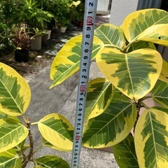 フィカス-アルテシマ まとめて3鉢の画像