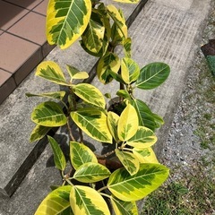 フィカス-アルテシマ まとめて3鉢の画像