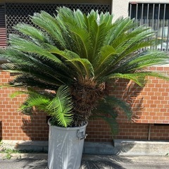 立派なソテツの画像