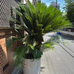 立派なソテツの画像