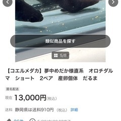 オロチダルマとオロチメダカ(100匹以上)の画像