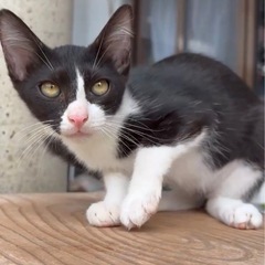 津堅島で産まれたかわいい黒白子猫ちゃん