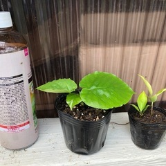 ウンベラータ　ガジュマルの画像