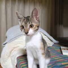 3ヶ月の三毛猫女子。人馴れOK！真っ白お手々です。