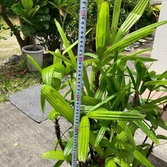 観音竹(縁起物 )
の画像