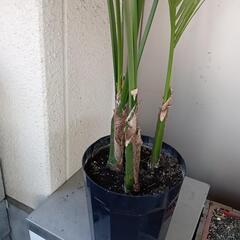 ケンチャヤシ　150センチ　大型観葉植物　今日　明日の方優先！の画像