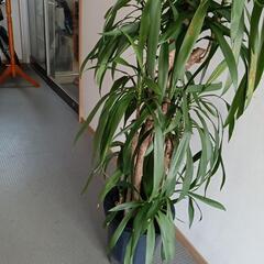 青ドラセナ　160センチ　大型観葉植物の画像