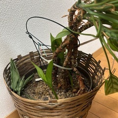 観葉植物　名前忘れました　　75cmの画像