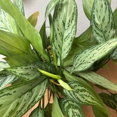 観葉植物　名前忘れました　　75cmの画像