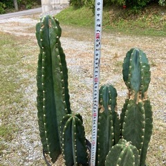 柱サボテン🌵2鉢セットの画像