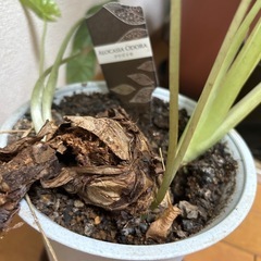 観葉植物クワズイモ　約90cmの画像