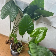 観葉植物クワズイモ　約90cmの画像