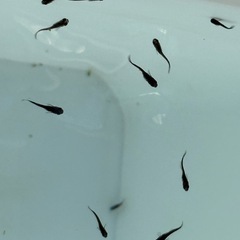 黑天幻龍(黒天幻龍)メダカ　めだか　稚魚(１センチ前後) １２匹５００円の画像