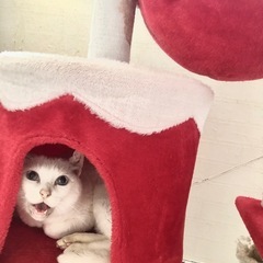 キャットタワーの画像