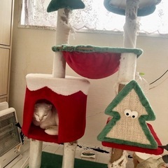 キャットタワーの画像