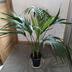 ランキングキーワードに紐づく投稿画像-観葉植物