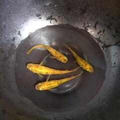 赤ブチ　メダカ　10匹の画像