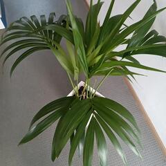ケンチャヤシ　100センチ　観葉植物の画像