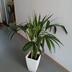 ランキングキーワードに紐づく投稿画像-観葉植物