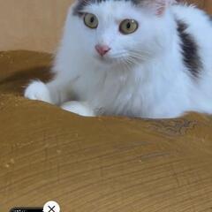 引取決定しました　　ふわふわ猫🐱長毛混じり