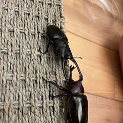 ノコギリクワガタの画像