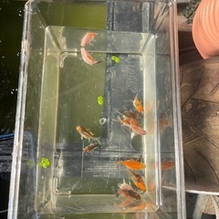金魚　　稚魚　朱文金　玉サバ　の画像