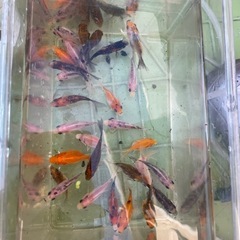 金魚　　稚魚　朱文金　玉サバ　の画像