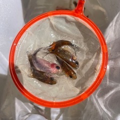 金魚　　稚魚　朱文金　玉サバ　の画像