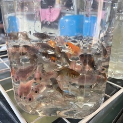 金魚　　稚魚　朱文金　玉サバ　の画像