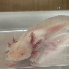 ウーパールーパー アルビノ･ゴールデンの画像