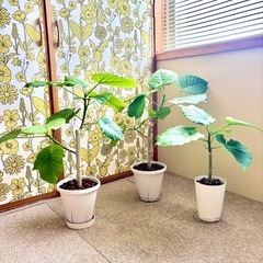 【観葉植物】ウンベラータ①🪴の画像