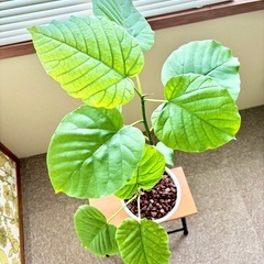 【観葉植物】ウンベラータ①🪴の画像