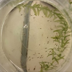ミナミヌマエビ 赤ちゃんエビ40匹以上 めだかのお供に