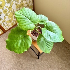 【観葉植物】ウンベラータ②🪴の画像