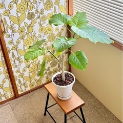 【観葉植物】ウンベラータ②🪴の画像