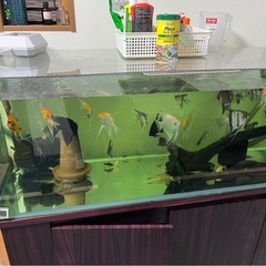 (引退販売)熱帯魚 アクアリウム 水槽用品 まとめ売り の画像