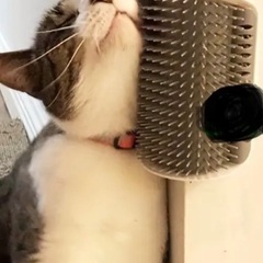 取り付けネコのグルーミングブラシの画像