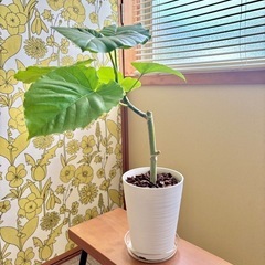 【観葉植物】ウンベラータ③🪴の画像