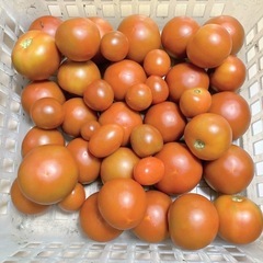 美味しいなす､トマト､とうもろこし沢山！の画像