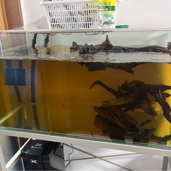 (引退販売)熱帯魚 アクアリウム 水槽用品 まとめ売り の画像