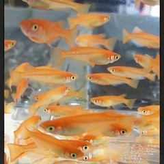 各種メダカをお譲り致しますの画像