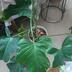 ランキングキーワードに紐づく投稿画像-観葉植物