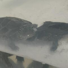 急遽クサガメ赤ちゃん里親募集