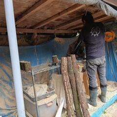 使って見て下さい!!白色腐朽菌に朽ちた産卵材ですの画像